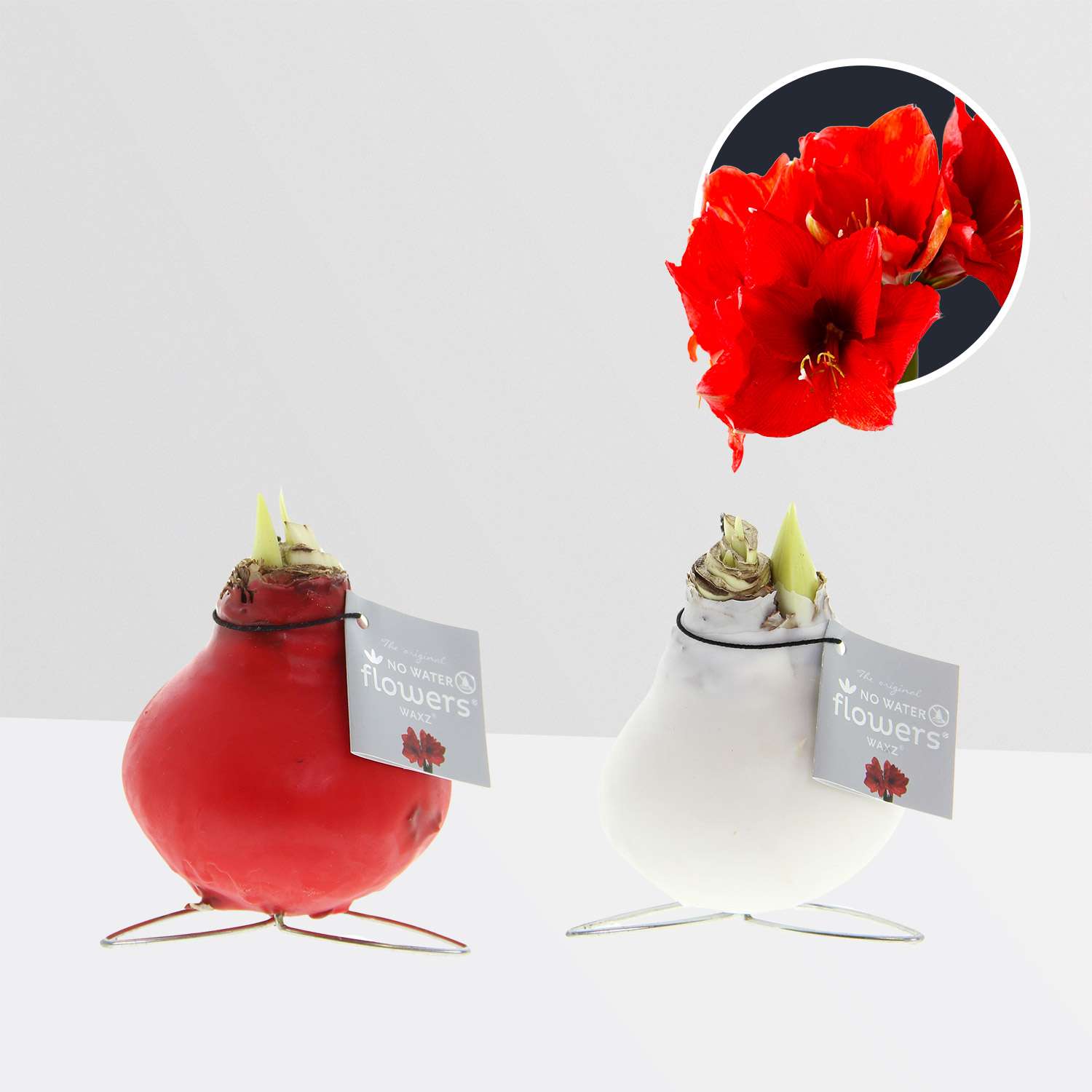 2 stuks Amaryllis in Wax Kolibri Mix