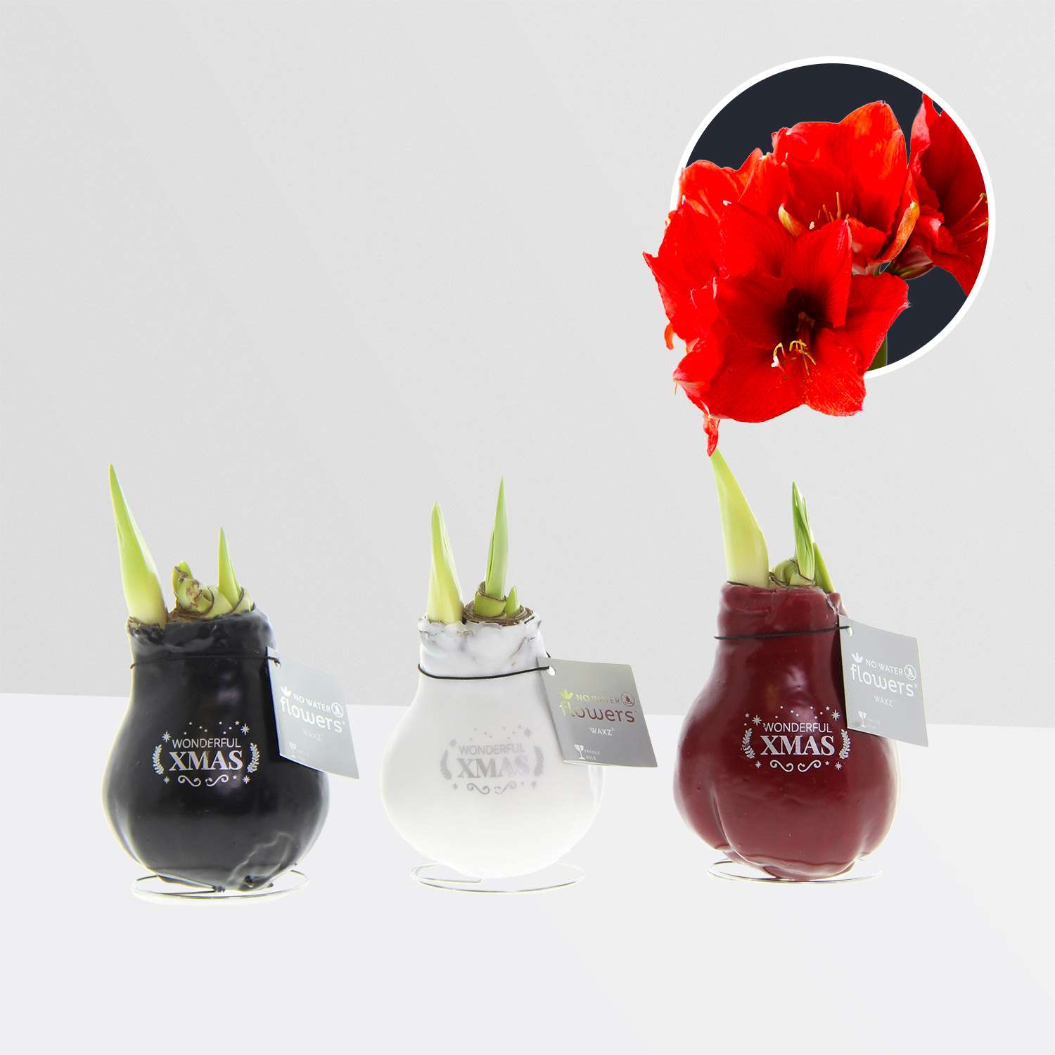 3 stuks Amaryllis in Wax Message Printz Xmas