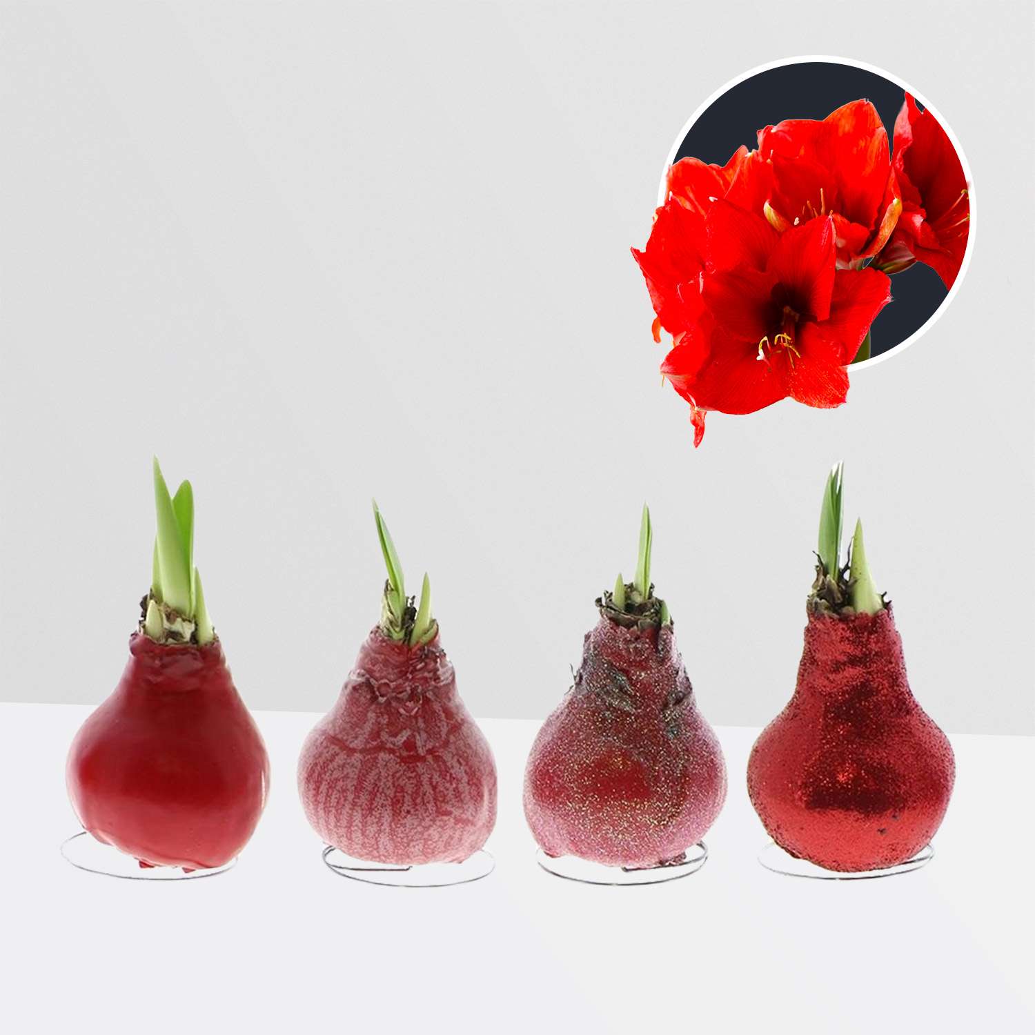 4 stuks Amaryllis in Wax (Waxz To Create Red)