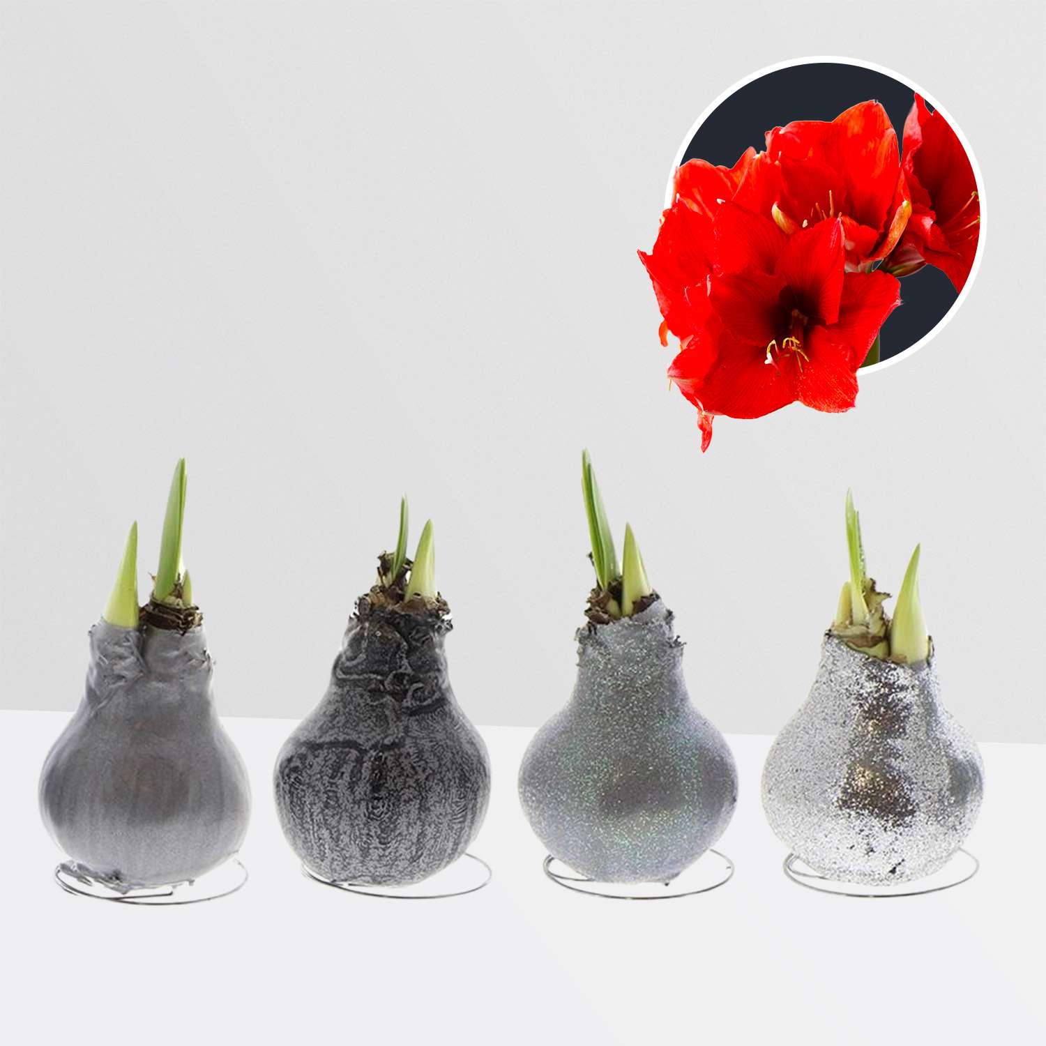 4 stuks Amaryllis in Wax (Waxz To Create Silver)