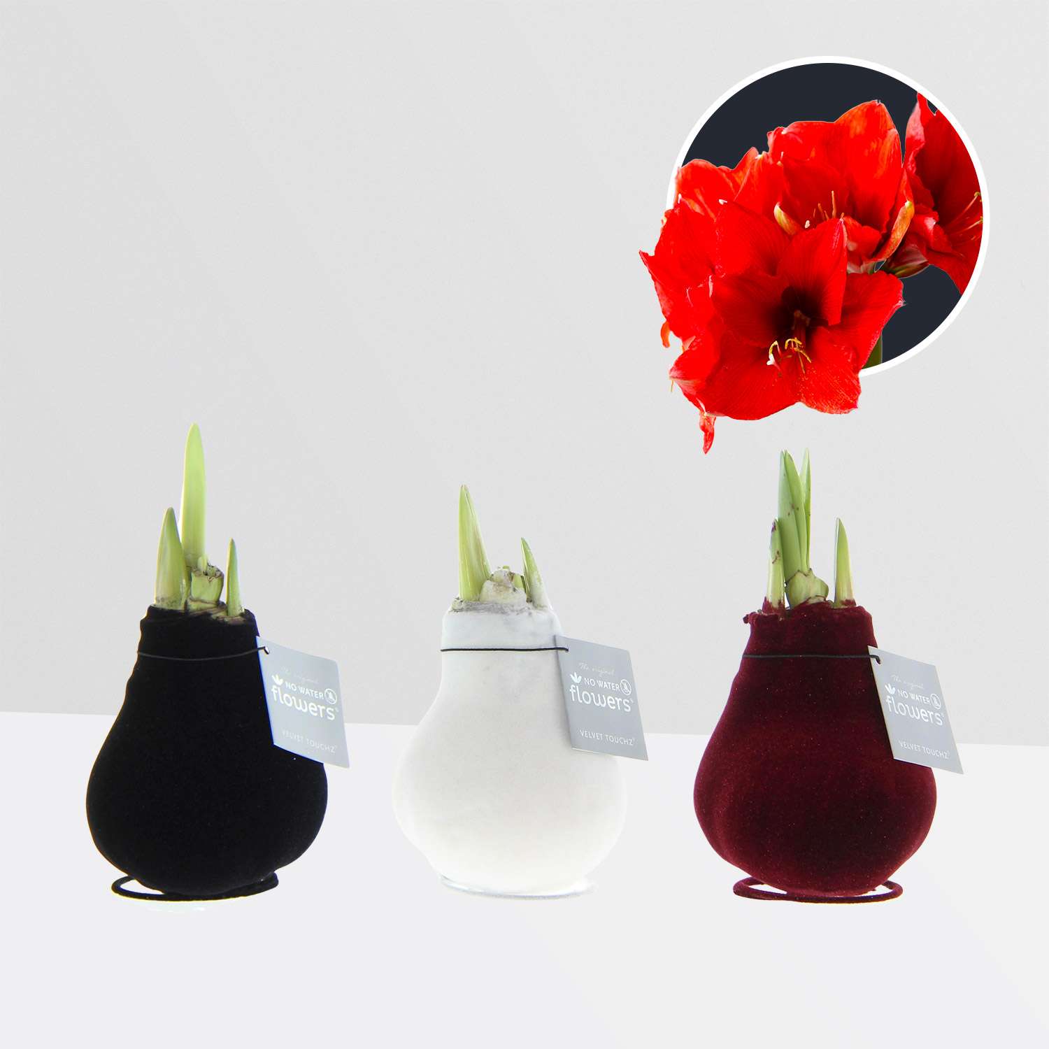3 stuks Amaryllis in Wax Velvet Touchz