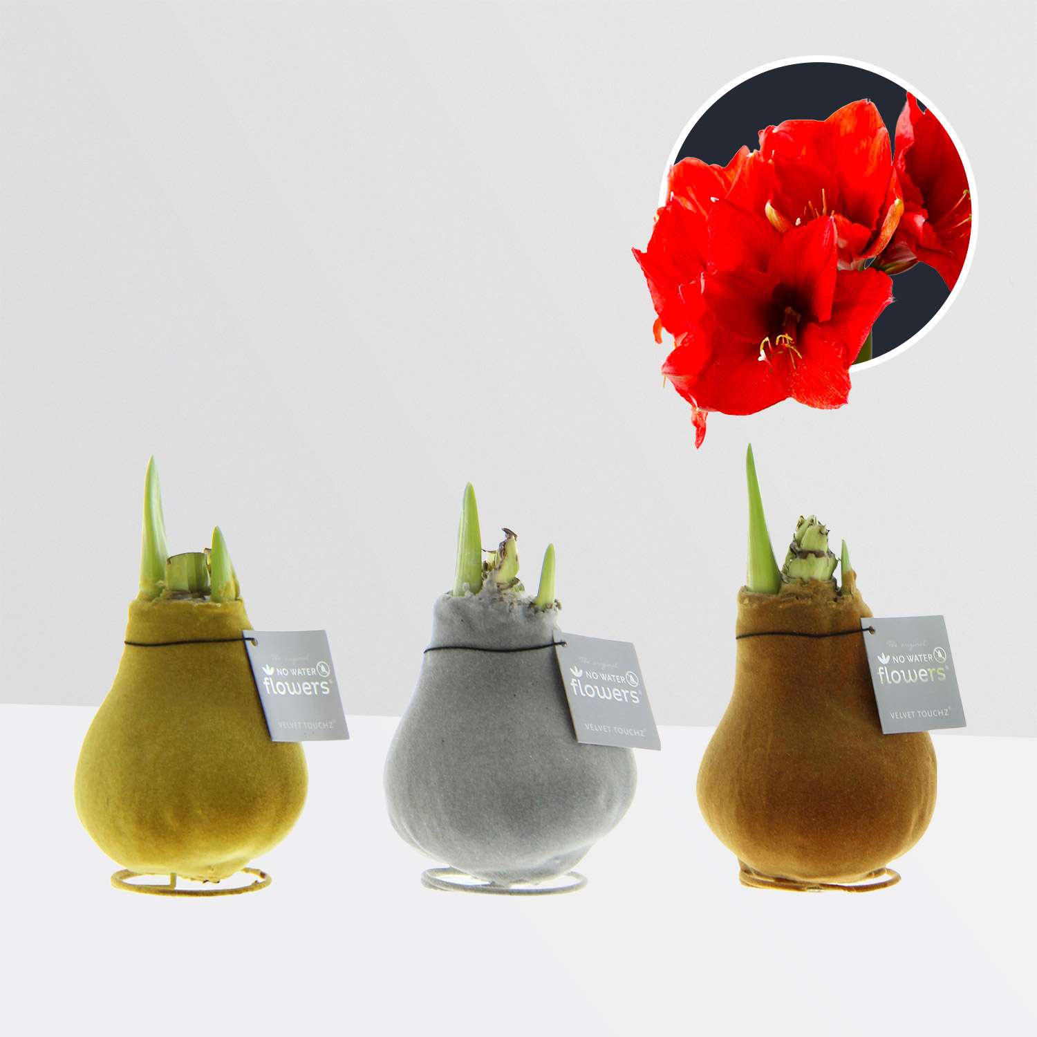 3 stuks Amaryllis in Wax Velvet Touchz Metallic Mix