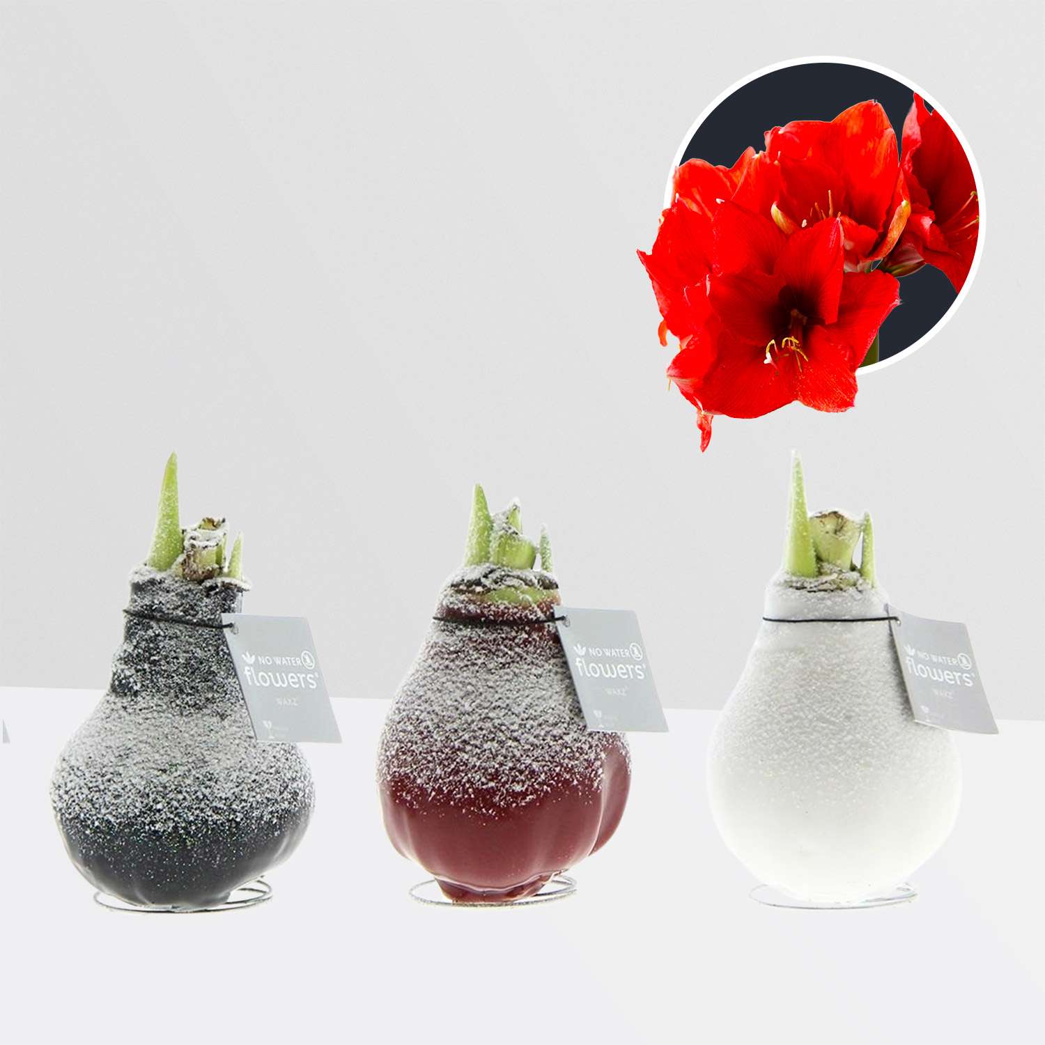 3 stuks Amaryllis in Wax Waxz Snow