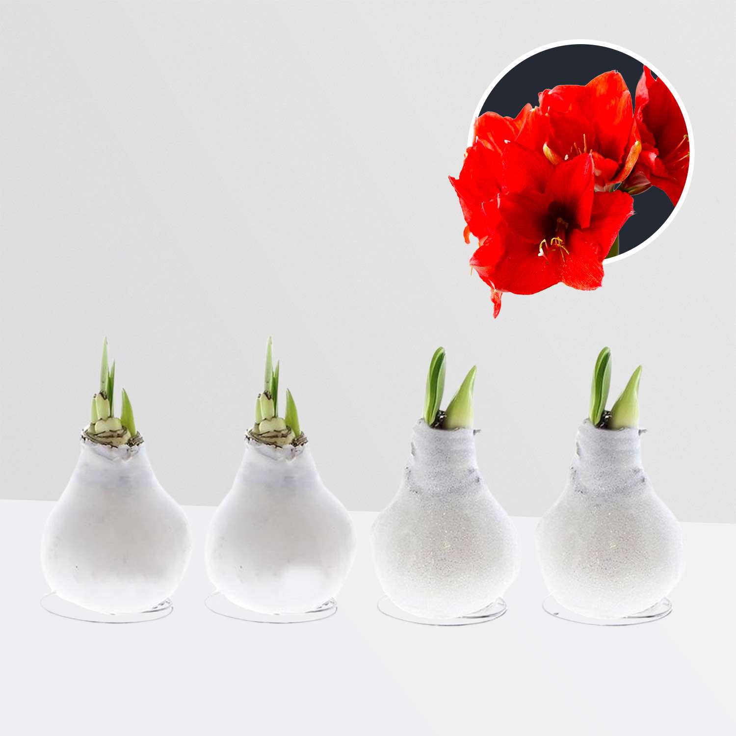 4 stuks Amaryllis in Wax (Waxz To Create White)