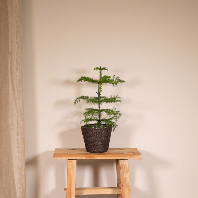Kerstboom Kamerden (Araucaria Heterophylla) Ø14cm - ↕40cm
