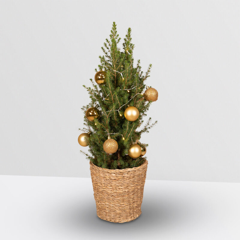 Kerstboom met lichtjes en ballen goud 80cm - Picea Glauca Conica