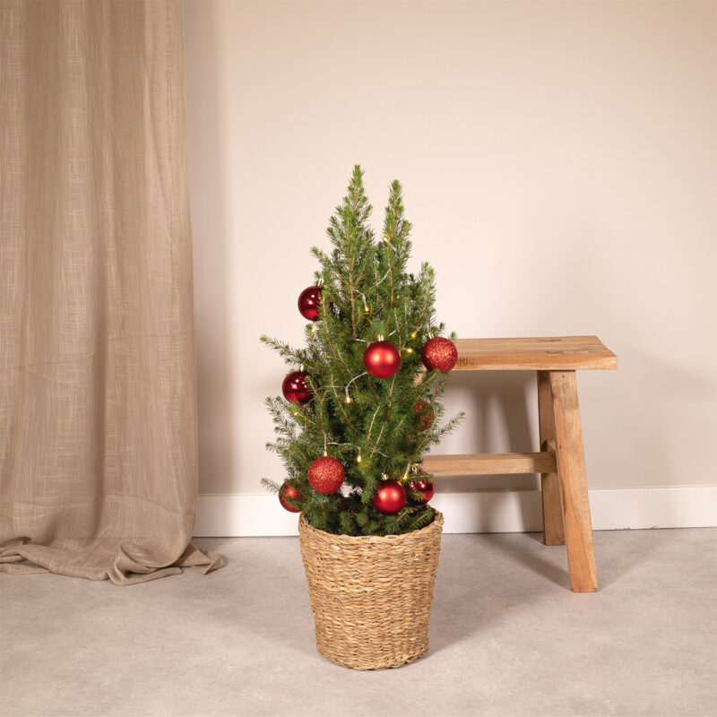 Kerstboom met lichtjes en ballen rood 80cm - Picea Glauca Conica