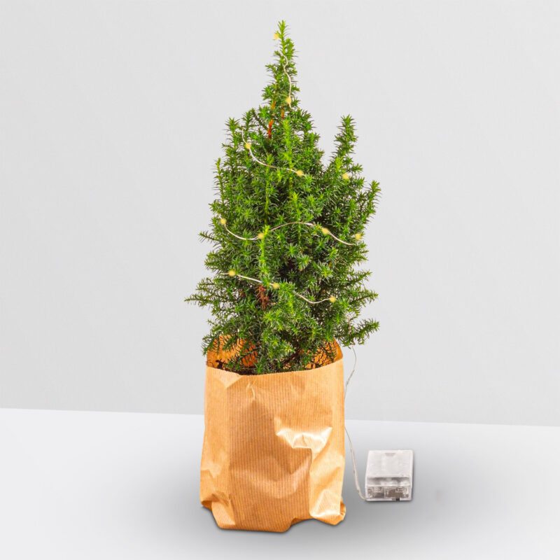 Mini kerstboom met led-verlichting