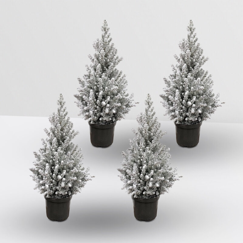 4x Kerstboom Witte Spar (Picea Glauca) 60cm met sneeuw