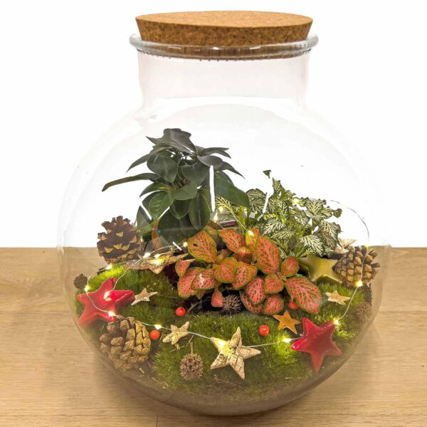 Planten terrarium Bonsai Christmas 30cm
