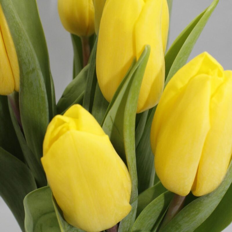 10 Brievenbus Tulpen Radiant Yellow
