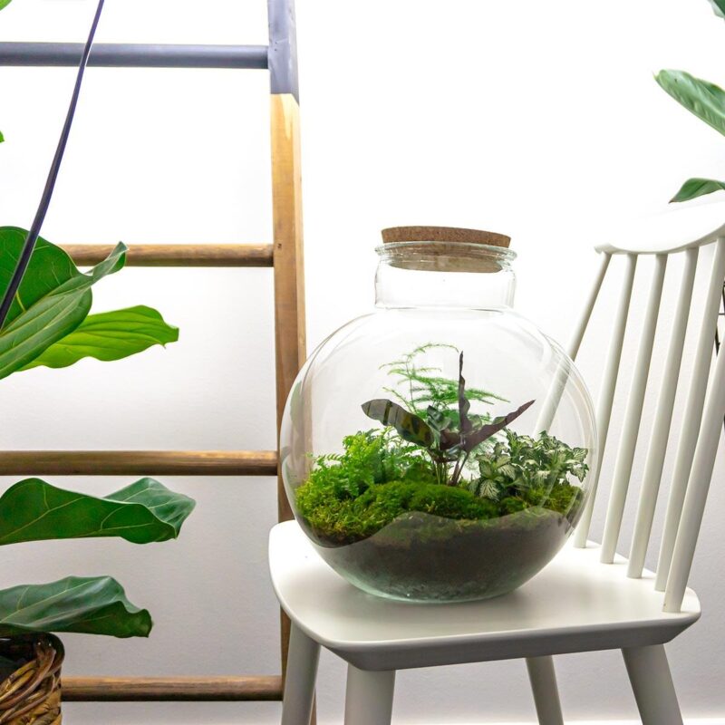 DIY terrarium - Bolder Bob - ↕ 30 cm - Normal