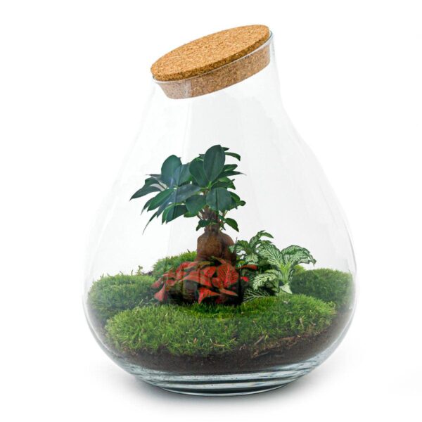 DIY terrarium - Drop XL Bonsai -↕ 37 cm - Normal