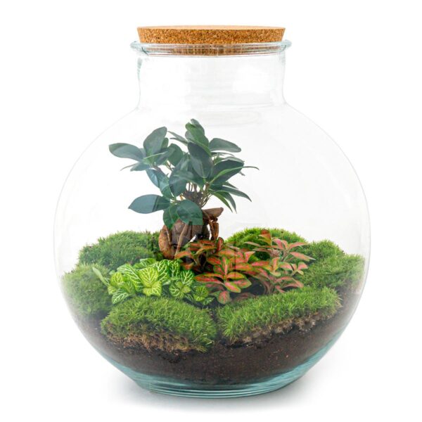 DIY terrarium - Bolder Bob Bonsai - ↕ 30 cm - Normal