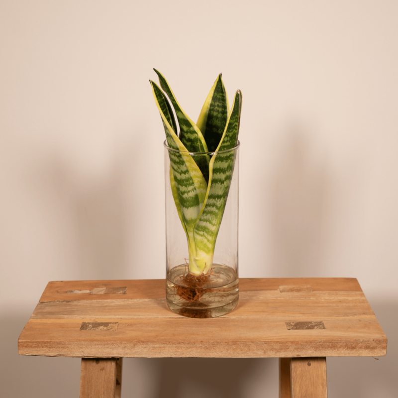 Sanseveria in Cilinderglas - 30cm - ø12