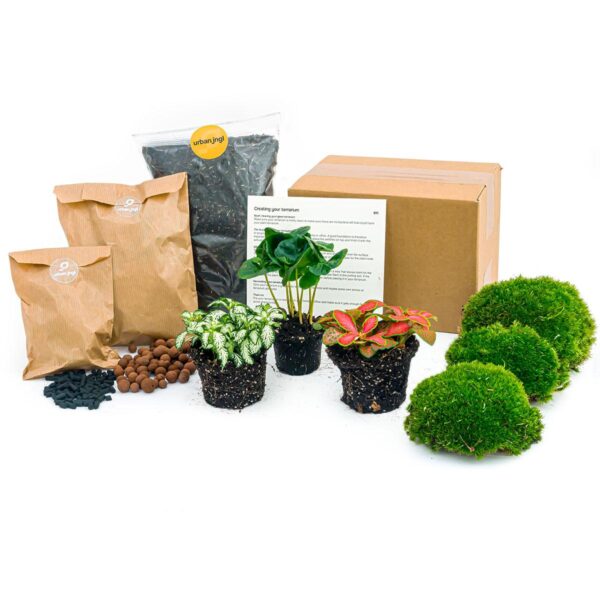 Planten Terrarium Coffea Arabica - Startpakket