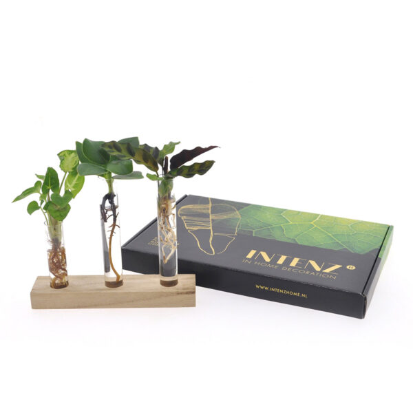 Syngonium Pixie, Clusia Princess, Calathea Insignis Cadeauset in glazen tubes - Ø7cm ↕10cm