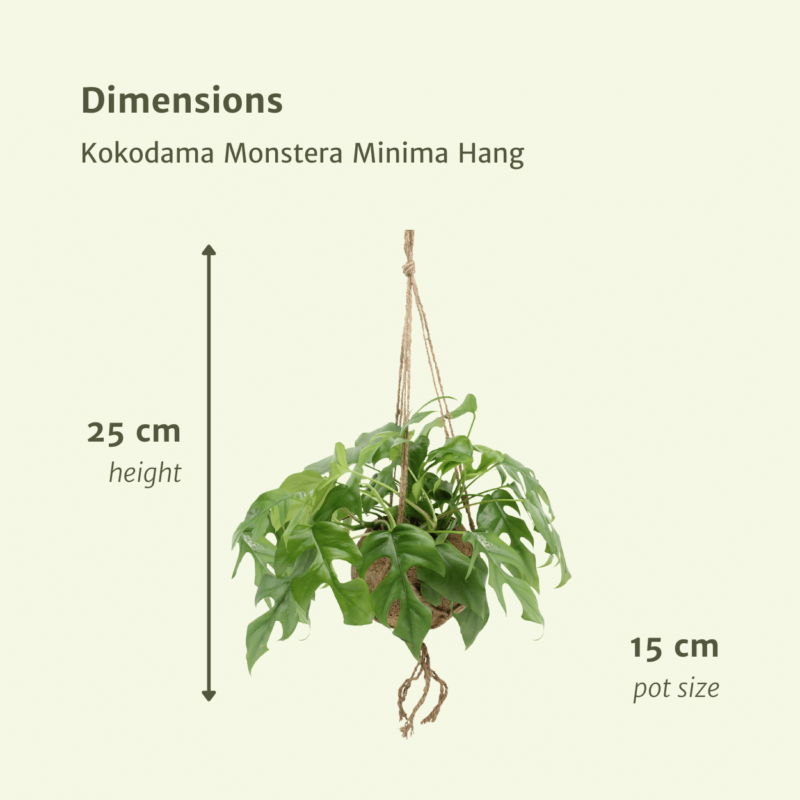 2 stuks Kokodama Monstera - 25cm - ø15