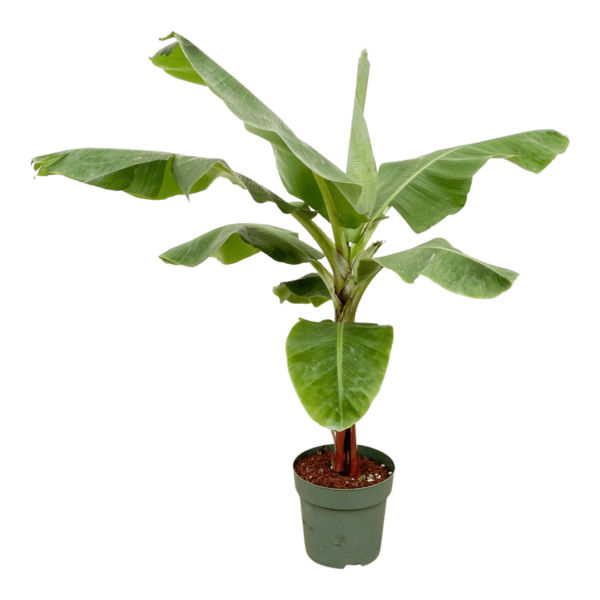 Bananenplant (Musa) - 150cm - Ø30