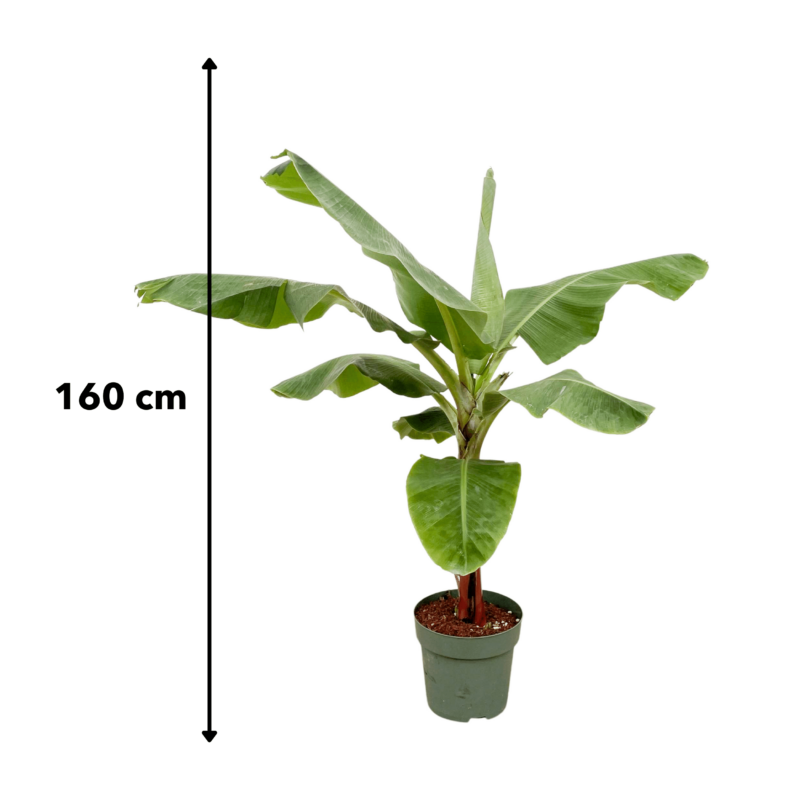Bananenplant (Musa) - 150cm - Ø30