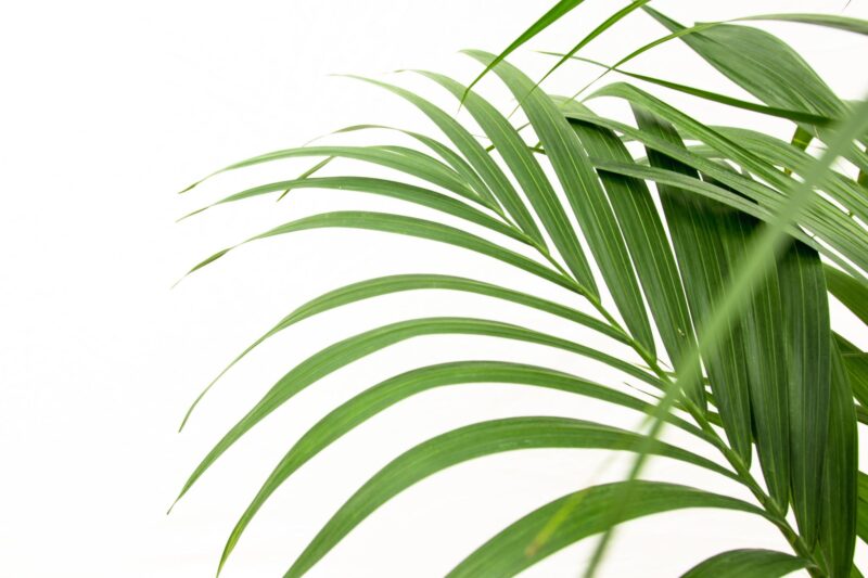 Kentia palm - 160cm - Ø24