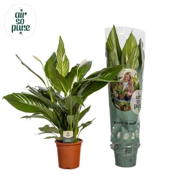 Spathiphyllum 'Sweet Lauretta' ASP - Ø19cm - ↕75cm