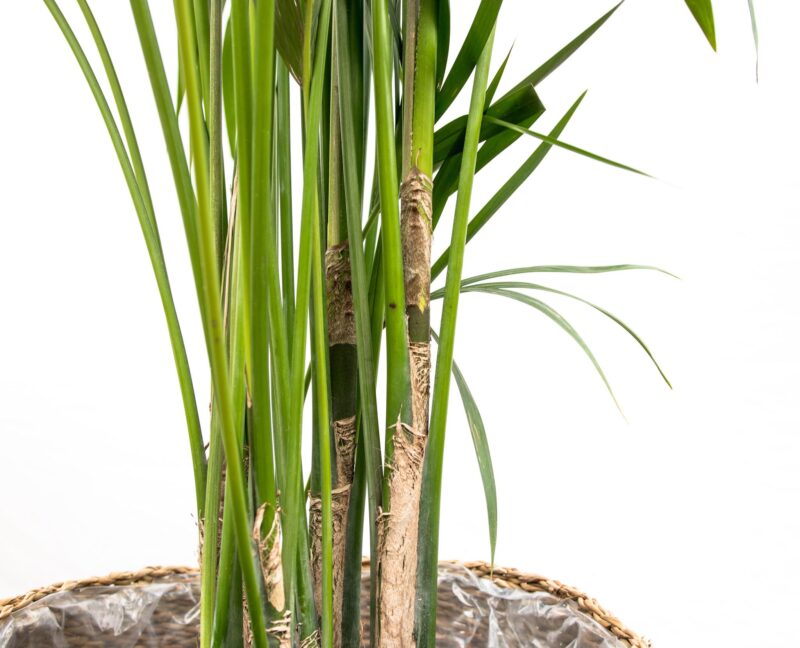 Kentia palm - 180cm - ⌀24