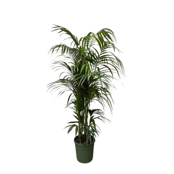Kentia palm - 230 cm - ø38