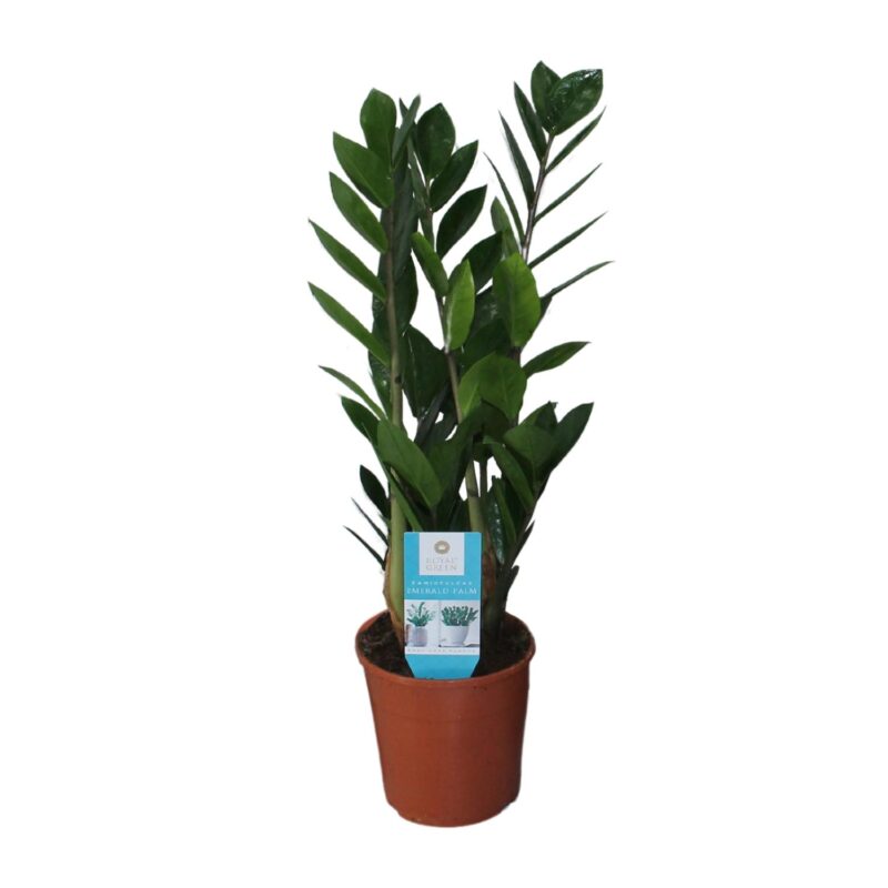 ZZ plant (Zamioculcas Zamiifolia) - Ø14cm - ↕55cm