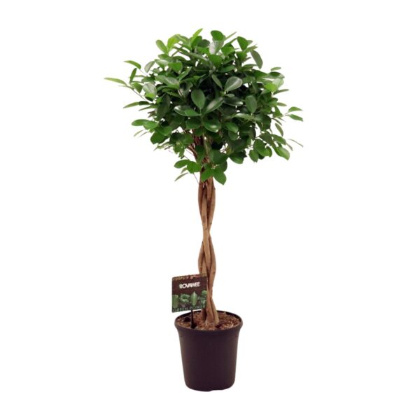 Ficus Micr. Moclame - Ø23cm - ↕110cm
