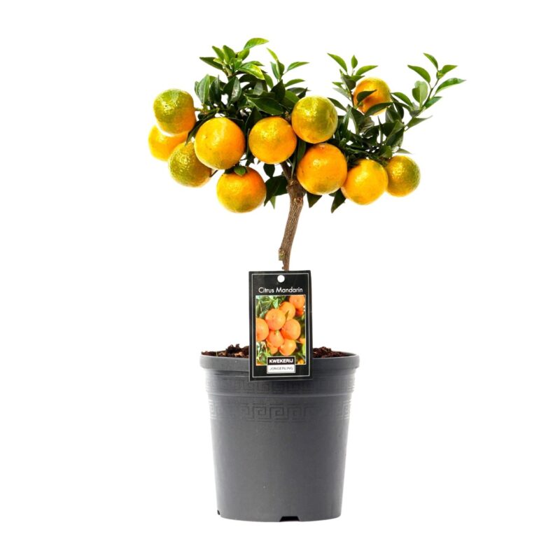 Citrus Mandarin Ø16cm - ↕45cm
