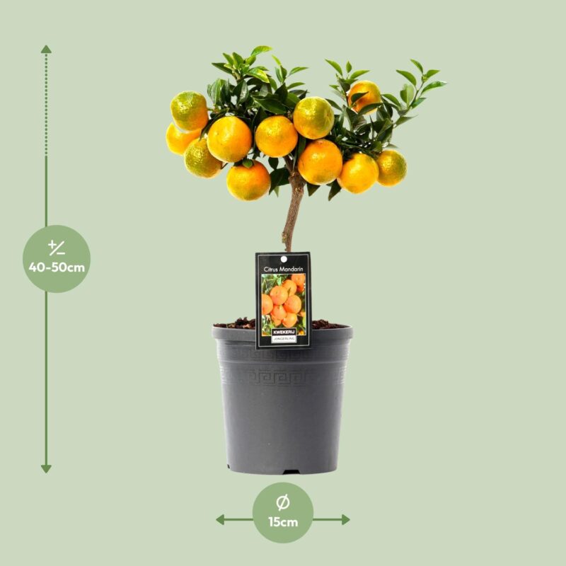 Citrus Mandarin Ø16cm - ↕45cm