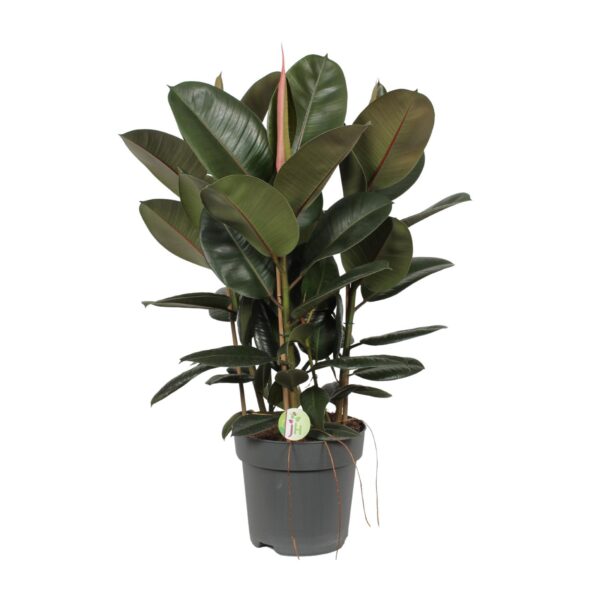 Ficus Robusta - Ø27cm - ↕90cm