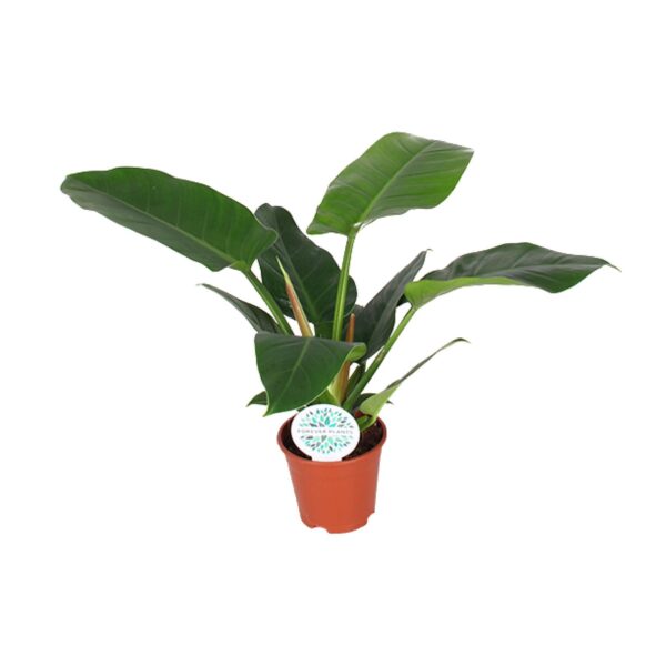 Philodendron Imperial Green - Ø17cm - ↕50cm