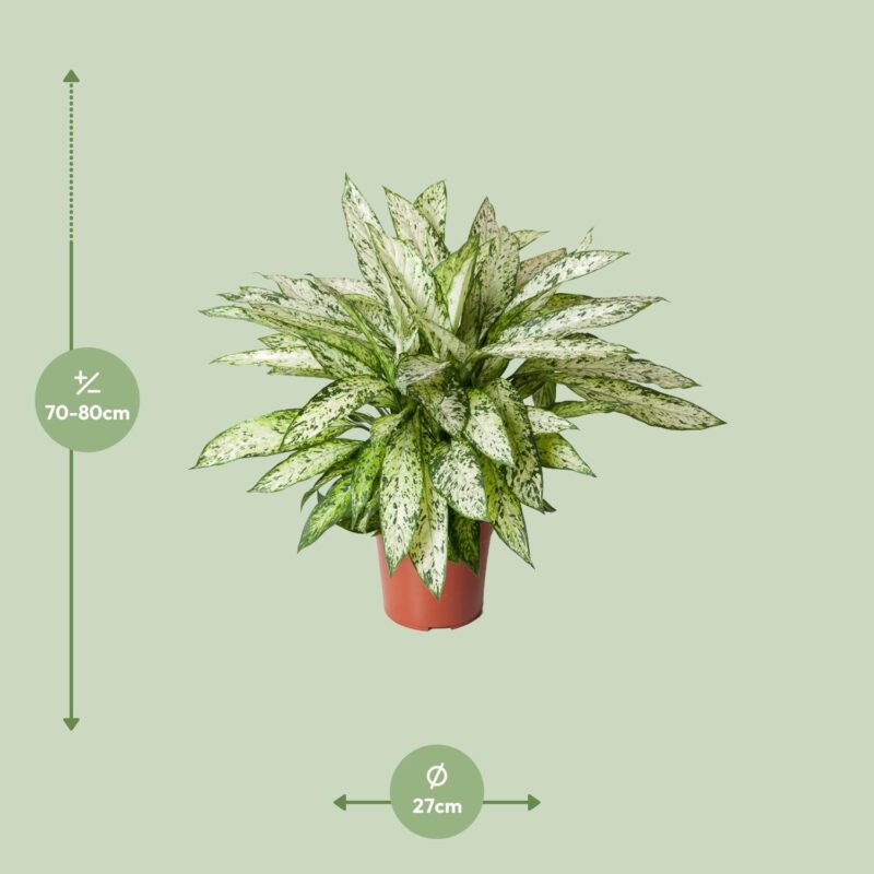 Dieffenbachia Vesuvius - Ø27cm - ↕80cm - Afbeelding 2