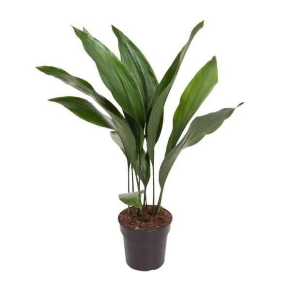 Kwartjesplant (Aspidistra Elatior) - Ø17cm - ↕70cm