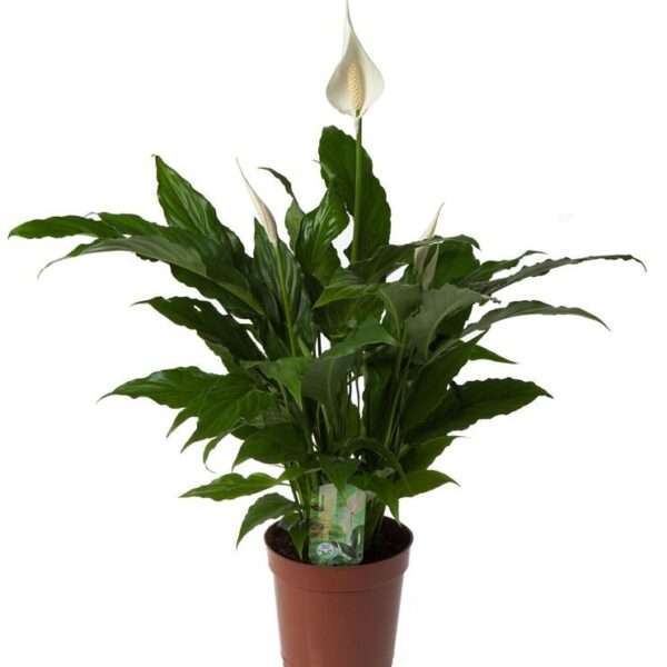 Spathiphyllum 'Sweet Chico' - Ø17cm - ↕60cm