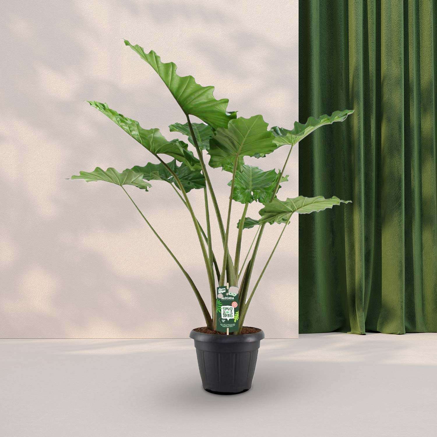 Alocasia Portodora - ↕140cm - Ø34cm
