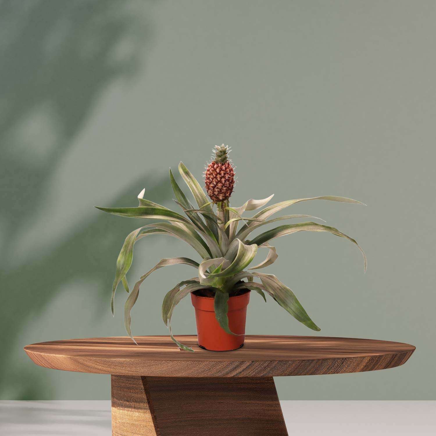 Ananasplant Rosita - Ø12cm - ↕35cm