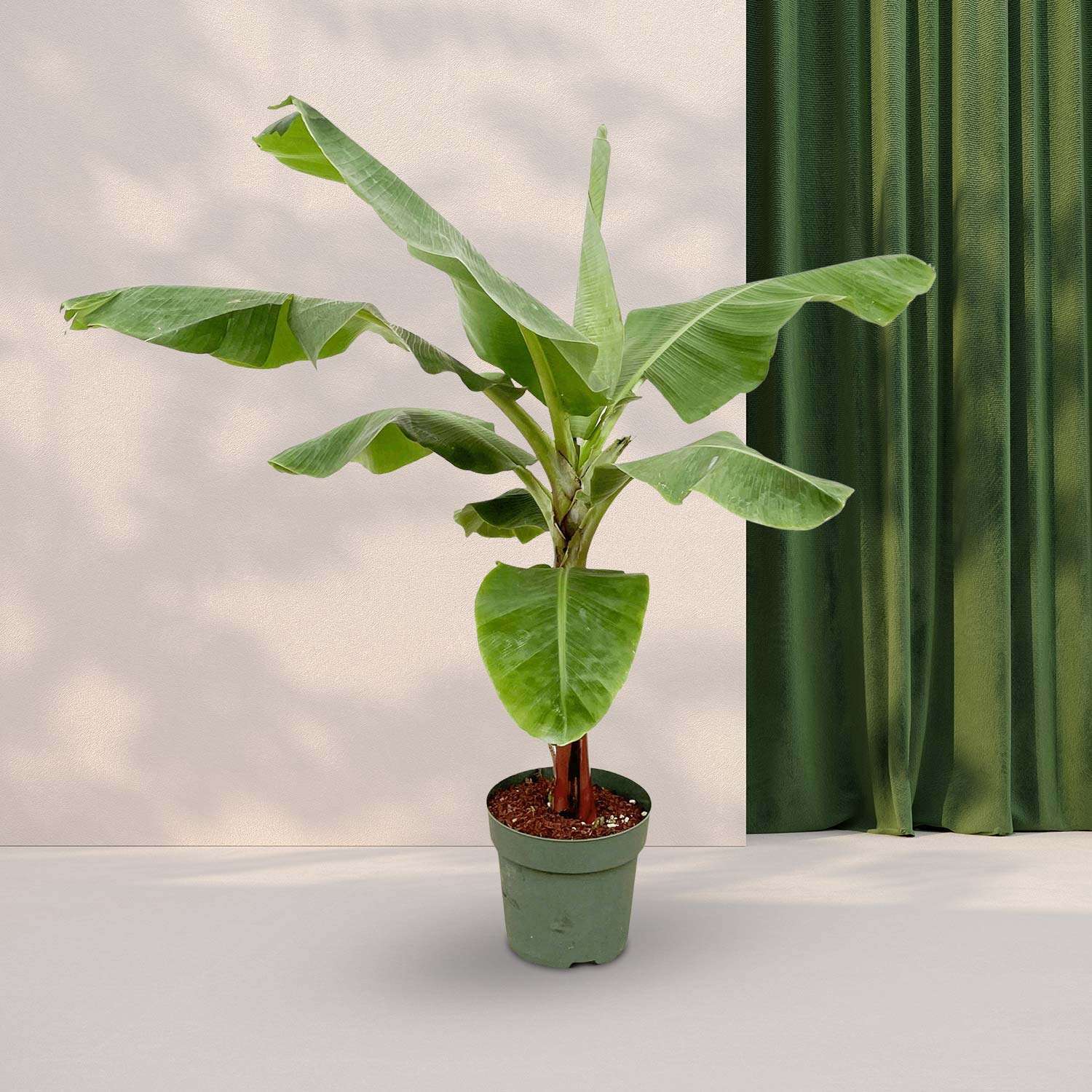Bananenplant (Musa) - ↕170cm - Ø30cm