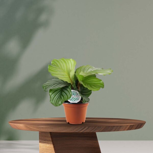 Calathea Orbifolia - Ø14cm - ↕45cm