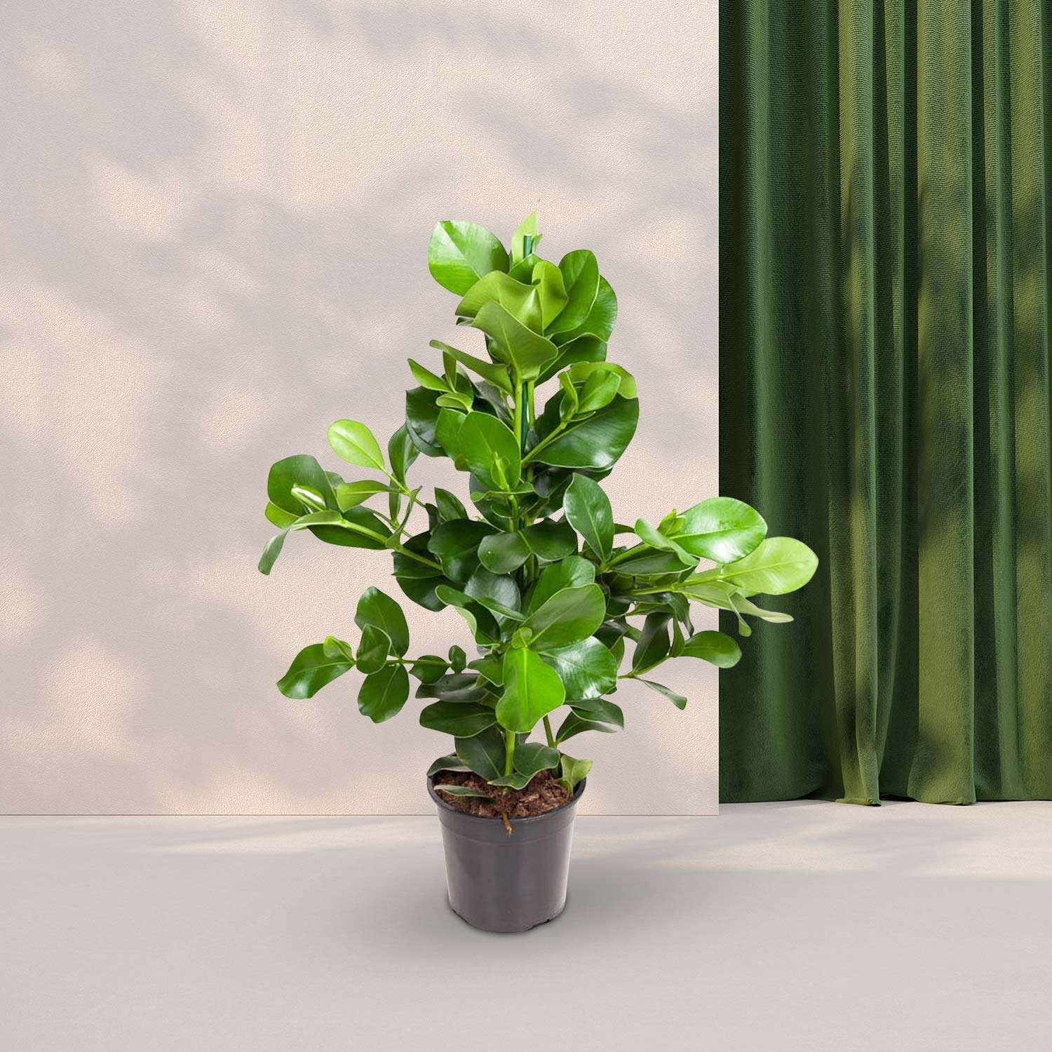 Clusia Rosea - ↕100cm - Ø24cm