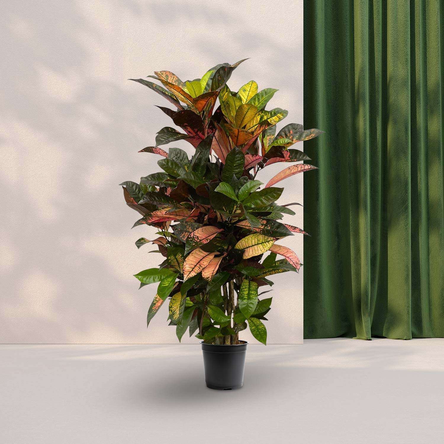 Codiaeum (Croton) Iceton vertakt - ↕130cm - Ø21cm