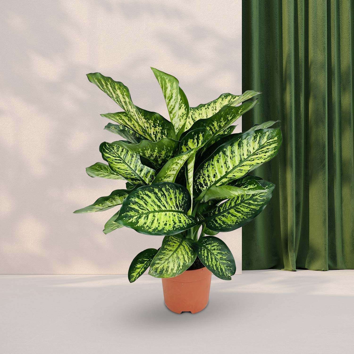 Dieffenbachia Maroba - Ø21cm - ↕75cm