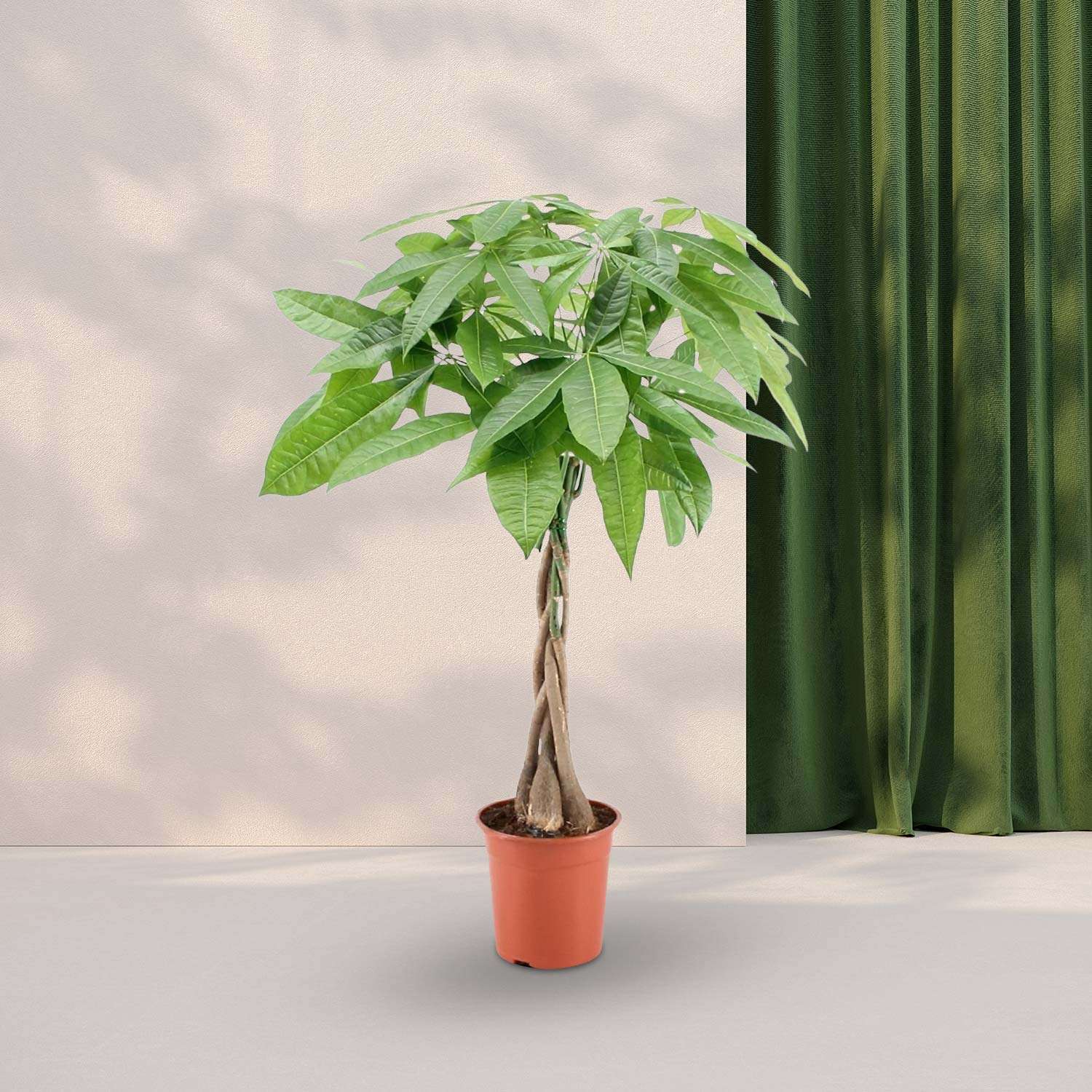 Geldboom (Pachira Aqautica) Ø19cm - ↕80cm