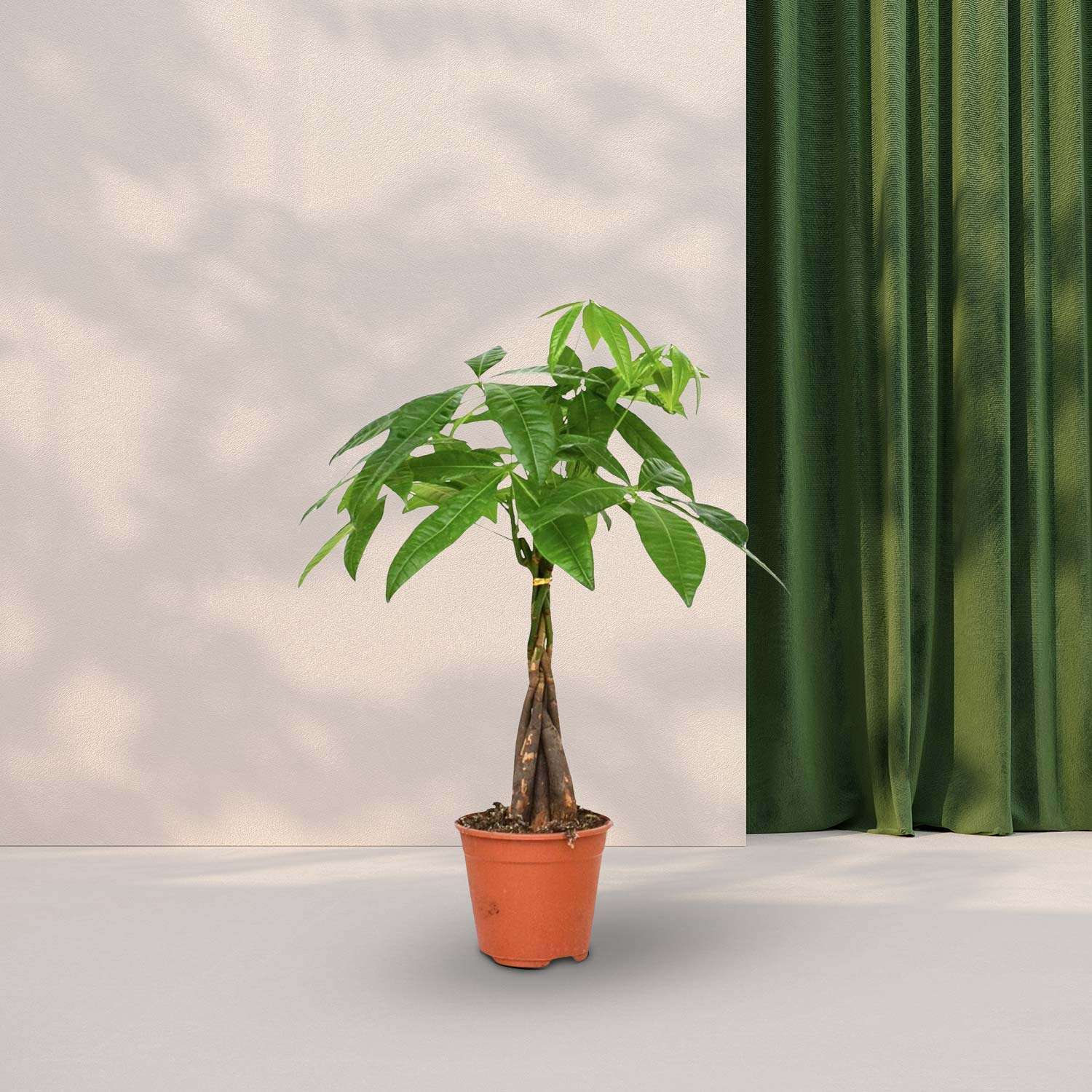 Geldboom (Pachira Aquatica) - Ø14cm - ↕50cm