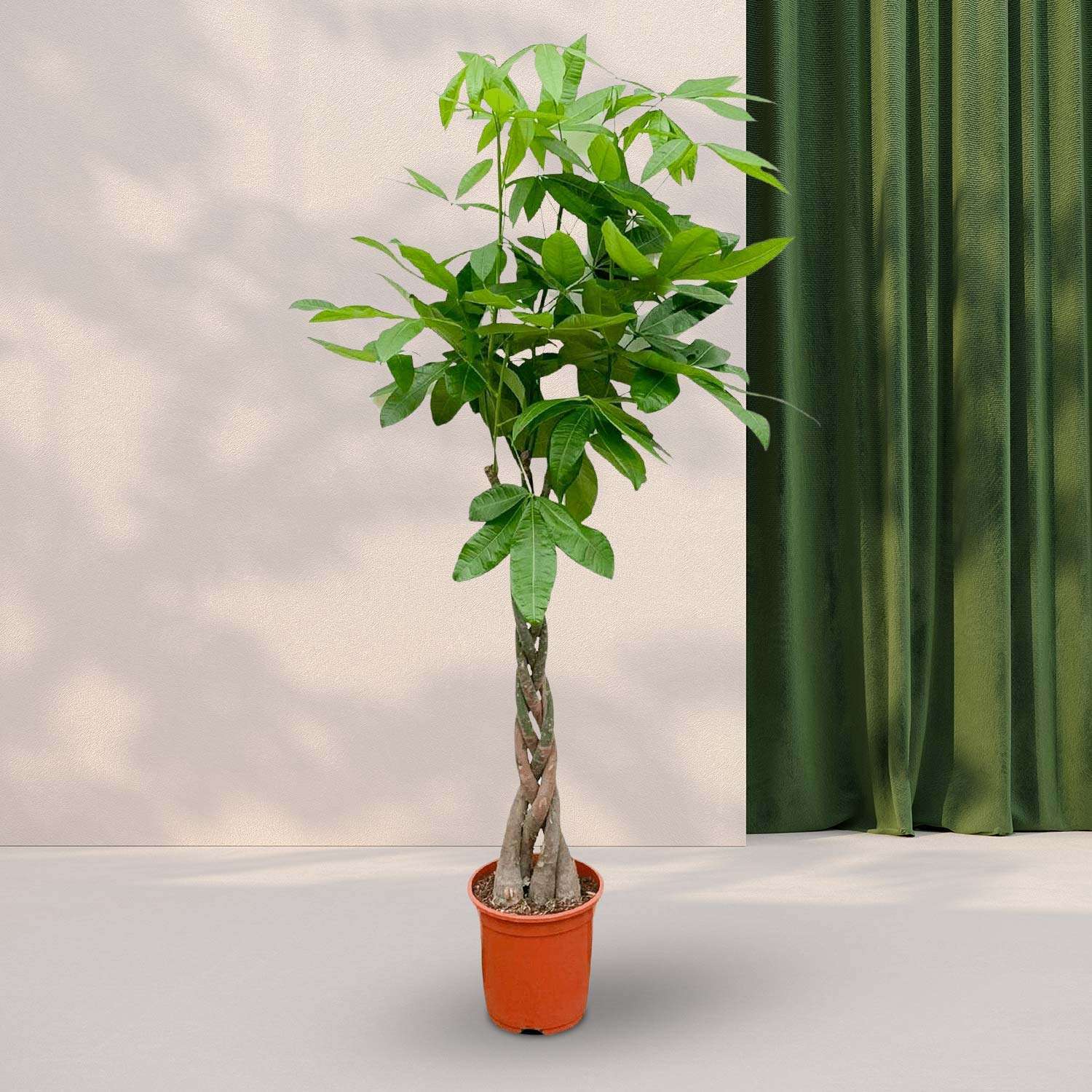 Geldboom (Pachira Aquatica) - ↕160cm - Ø27