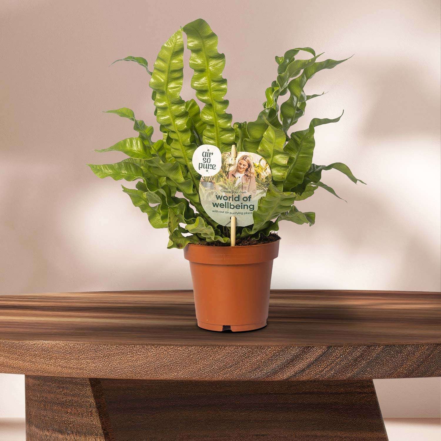 Nestvaren (Asplenium Crispy Wave) - Ø12cm - ↕25cm