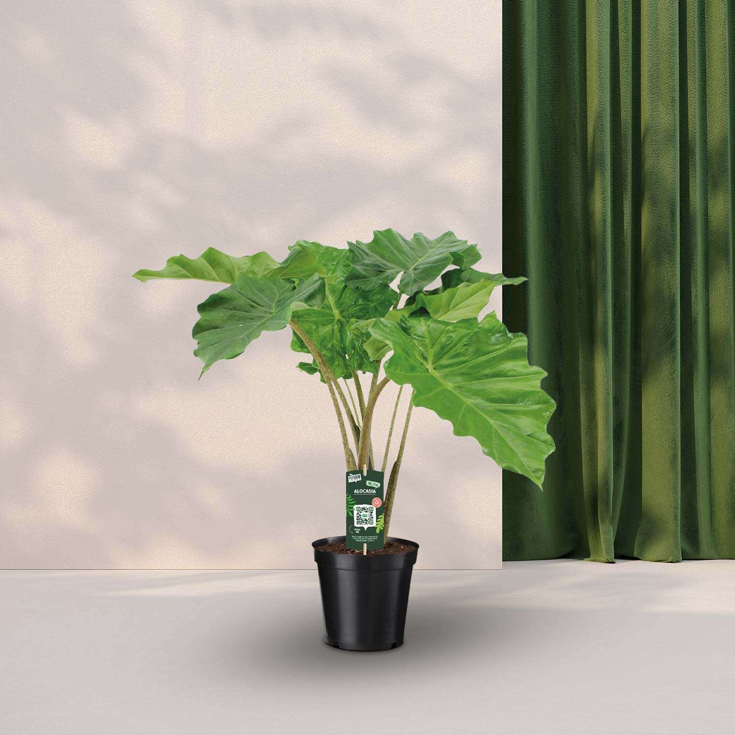 Olifantsoor (Alocasia Portodora) - ↕80cm Ø21cm