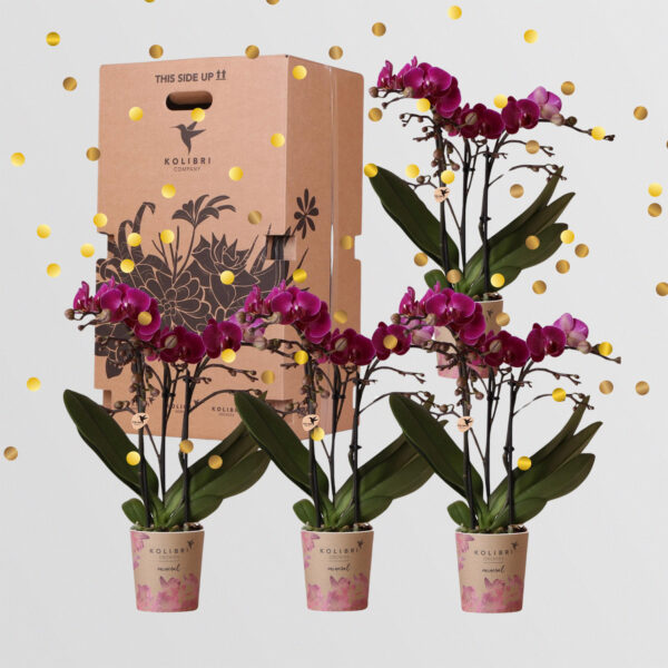Surprise Box 4 Orchideeën Eenkleurig